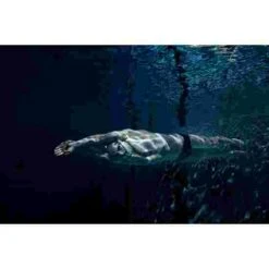 Ameo Powerbreather Snorkel -Union Store 249 1400 4